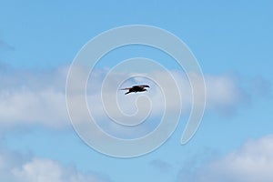 An adult red-tailed hawk flies on a bright blue sky day