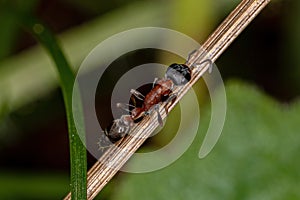 Adult Red Twig Ant