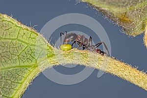 Adult Red Twig Ant