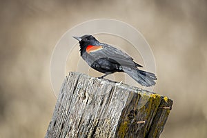 Adult red winged blackbird on a post