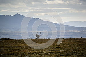 Adult reindeer on Swedish tundra photo