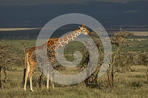 Adult reticulated giraffe eating from a bush in golden afternoon light with blue stormy skies in background in Ol Pajeta Kenya