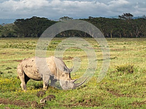 Adult rhino with two big horns grazing in a field with flowers on a background of trees and cloudy sky in the Nakuru National Park
