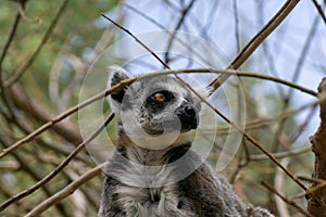 Adult rig tailed lemur in a tree