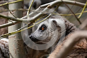 Adult rig tailed lemur in a tree