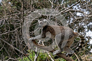 Adult rig tailed lemur in a tree