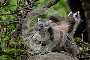 Adult rig tailed lemur in a tree