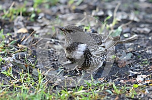 Adult ring ouzel (Turdus torquatus)