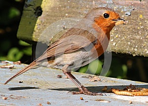 Adult robin, erithacus rubecula, collecting food