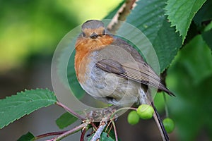 Adult robin, erithacus rubecula, perched in tree