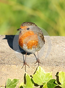 Adult robin, erithacus rubecula, perched on wall