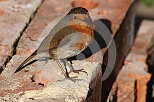 Adult robin, erithacus rubecula, stood on bricks