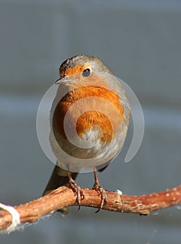 Adult robin, erithacus rubecula, stood on twig