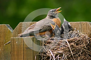 Adult robin with young
