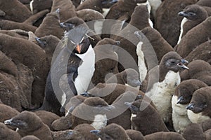 Rockhopper Penguin chicks on Bleaker Island