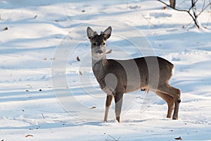 Adult roe deer in the forest in winter season