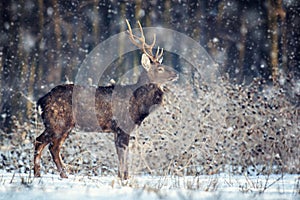 Adult roe deer in the winter forest with snowfall. Animal in natural habitat