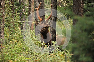 Adult Roosevelt elk alertly observing the surroundings in the woods photo