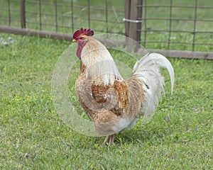 Adult rooster along a road in Ennis, Texas