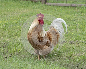 Adult rooster along a road in Ennis, Texas