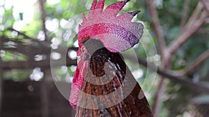 Adult rooster with red crest, curious rooster