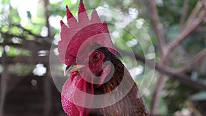 Adult rooster with red crest, curious rooster,