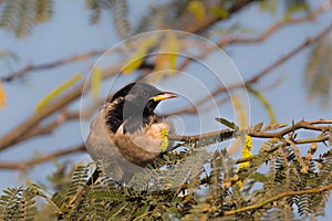 Adult Rose coloured Starling in Acacia tree