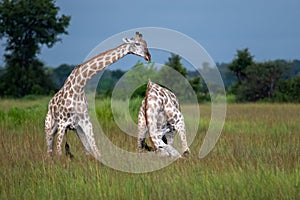 This adult rothschild giraffe Giraffa camelopardalis rothschildi