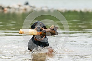 Adult Rottweiler Playing In The River