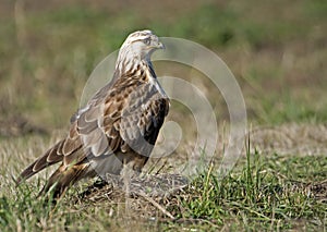 Adult Rough legged hawk
