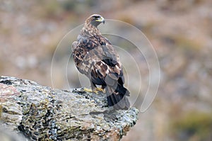 An adult royal eagle