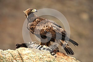 Adult royal eagle with a gene watch from his innkeeper photo