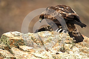 An adult royal eagle looks at its prey from the rock where it is lodged photo