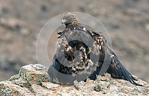 Adult royal eagle poses with its prey on the rock