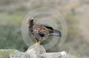 Adult royal eagle poses on a rock photo