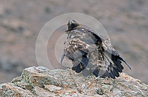 Adult royal eagle with a prey in the field photo