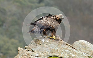 Adult royal eagle with a prey on the rock