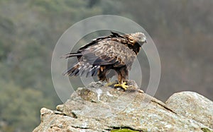 Adult royal eagle with a prey on the rock photo