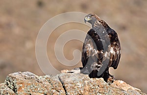 adult royal eagle with a prey on the rock photo
