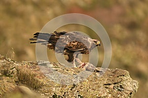 Adult royal eagle in the sierra