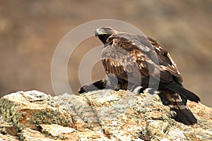 adult royal eagle watches from his innkeeper photo