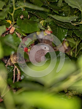 Adult Ruddy Ground Dove