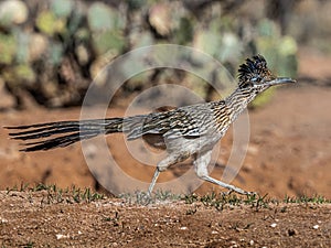 Adult Running Greater Roadrunner