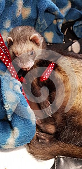 Adult sable male hob ferret 2 years old