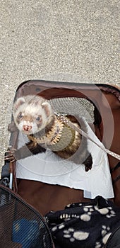 Adult sable male hob ferret 2 years old