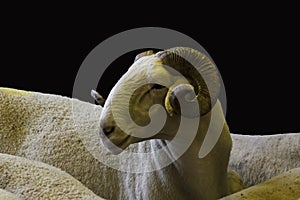 Adult,Sacrificial Ram isolated on black with copy space