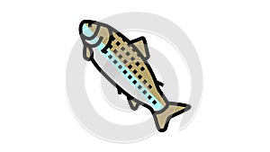 adult salmon color icon animation