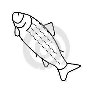 adult salmon line icon vector illustration