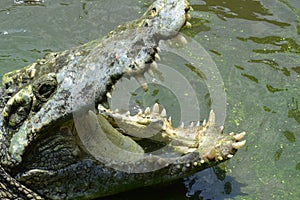 Adult Salt Water Crocodiles