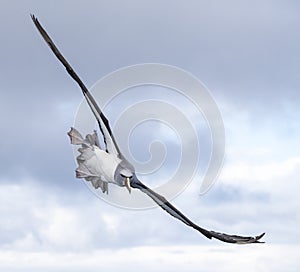 Salvin\'s Albatross, Thalassarche salvini photo